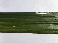 Palm Leaf Defect Classification project thumbnail
