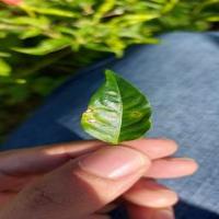 peper disiase identification project thumbnail