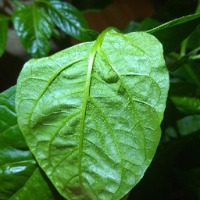 Disease Identification project thumbnail