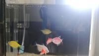 fish_detection project thumbnail
