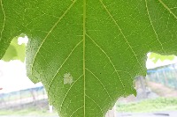 feuilles  project thumbnail