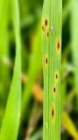 rice project thumbnail