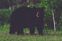 Find bears project thumbnail
