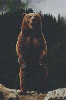 Find bears 2 project thumbnail