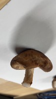 mushroom 3 project thumbnail
