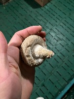 shiitake on medium project thumbnail