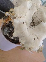 Mushroom Classification project thumbnail