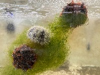 SeaUrchin project thumbnail