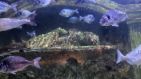 Fish Detection project thumbnail