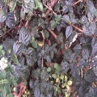 Lantana - Leaf project thumbnail