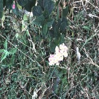 Lantana Bunch project thumbnail