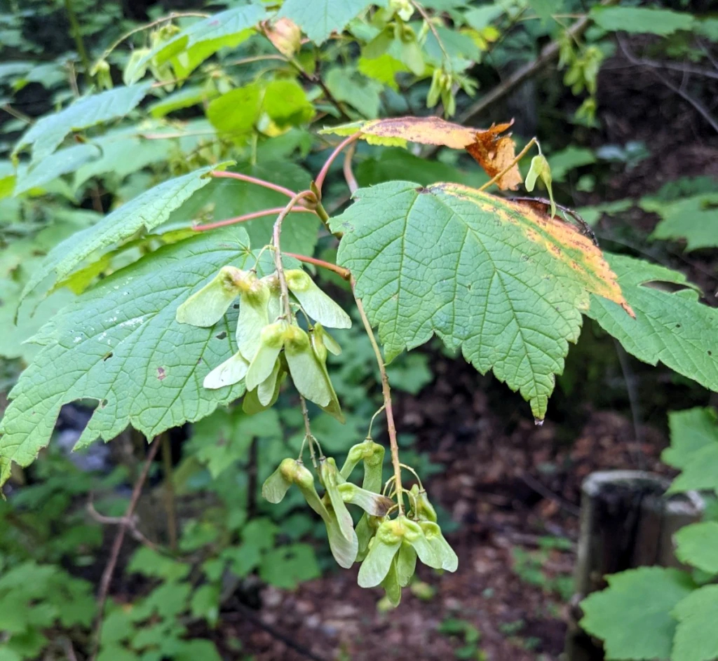 Maple Leaves Classification Model By Benjamin P maple-leaves-classification-model-by-benjamin-p