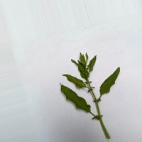 Medicinal Leaf project thumbnail