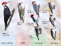 annotation_useful_birds project thumbnail