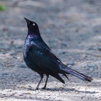 birds project thumbnail