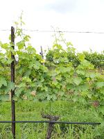 traciawine_plus project thumbnail