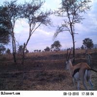 Dataset Image