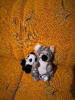 Dataset Image