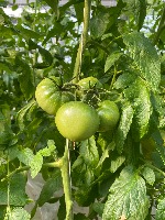tomato project thumbnail