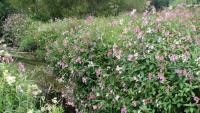 Himalayan Balsam Detector project thumbnail