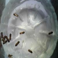 MothDetection project thumbnail