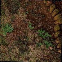 WeedDetectionTesis project thumbnail