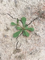 G3_weeds project thumbnail