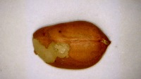 A-Classifacation of Peanuts project thumbnail