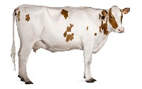 Skeleton vacas project thumbnail