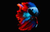 Find fish project thumbnail