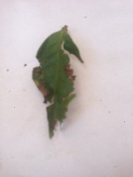 Brown Blight 2 project thumbnail