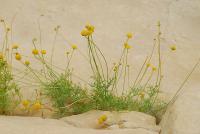 Hail_Plants_Detection project thumbnail