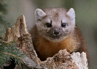 animal project thumbnail