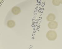 fungi_col project thumbnail