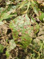 SitawAphid project thumbnail