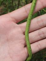 String-Beans project thumbnail