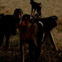Toque Macaques project thumbnail