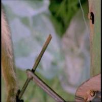 Animal project thumbnail