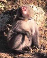 Monkey2 project thumbnail