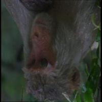 Monkey1 project thumbnail