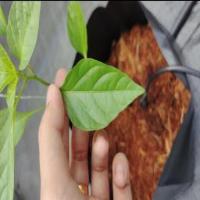 Chili Leaves II project thumbnail