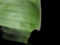 FYP2 project thumbnail