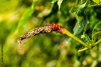 Chilli_Leaves_diseases project thumbnail