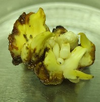 Callus_Detection project thumbnail