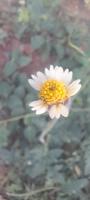 Tridax_procumbens project thumbnail