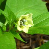 physalis_angulata project thumbnail