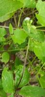 ageratum-conyzoids project thumbnail
