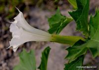 Datura_stramonium project thumbnail