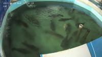 fish_flip_new project thumbnail