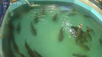fish detect project thumbnail